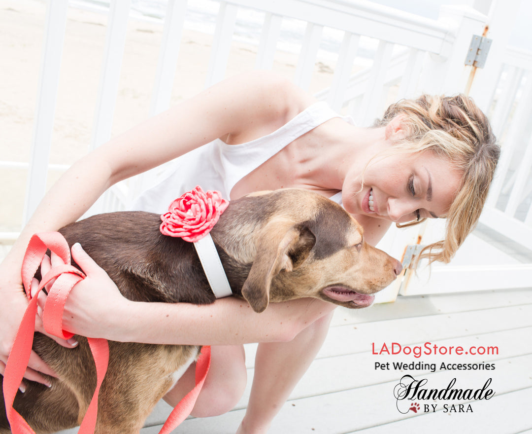 Dog wearing a coral peony flower collar with white vegan leather strap during an outdoor pet photoshoot.