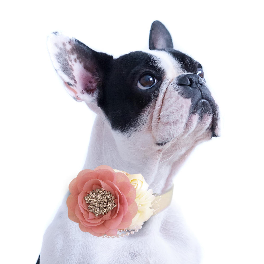 Boston Terrier wearing a coral pink ring bearer dog collar with rhinestone flower centerpiece, ivory accents, pearl garland, and elegant wedding styling.
