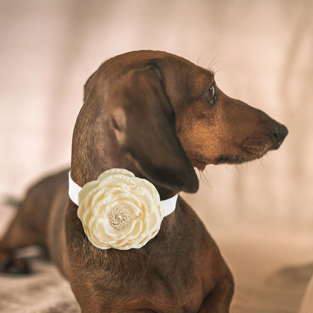 Dachshund wearing an ivory flower dog collar with layered fabric petals and pearl center detail.