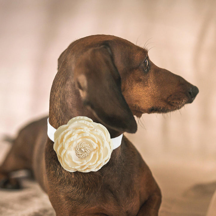 Dachshund wearing an ivory flower dog collar with layered fabric petals and pearl center detail.