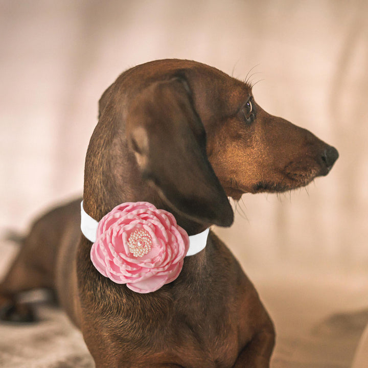 Dachshund wearing a soft pink floral dog collar with layered flower petals and pearl center detail