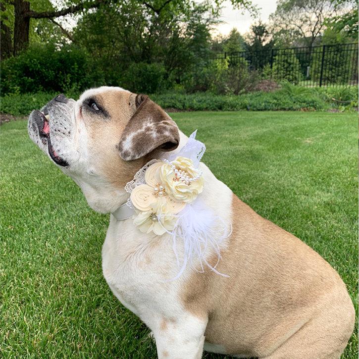Dog wearing an ivory floral wedding collar with feather accents, pearl details, and decorative flowers in an outdoor setting.