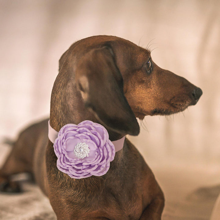 Dachshund wearing a lilac flower dog collar with pearl center accent and pastel collar.