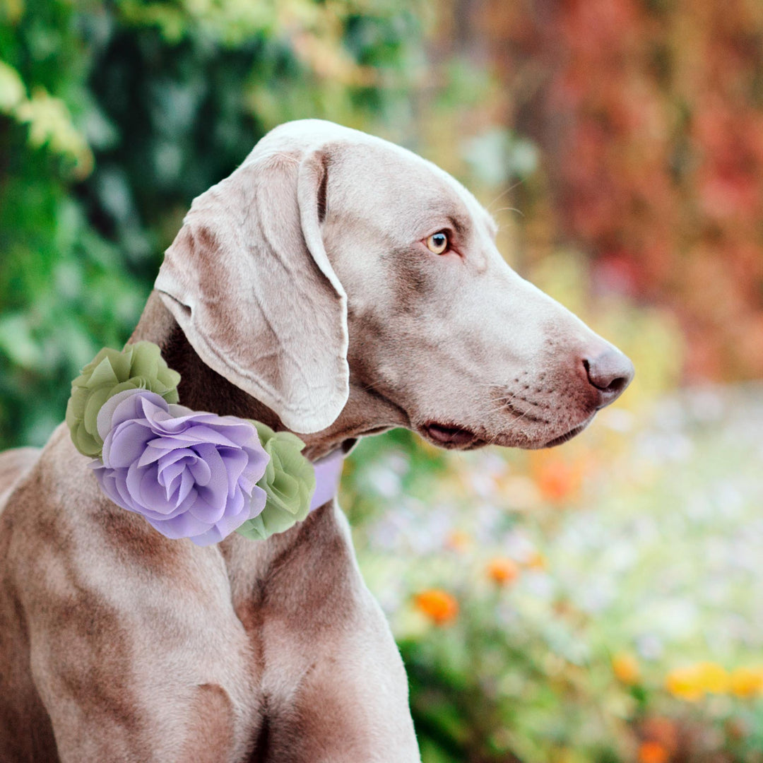 Weimaraner wearing a lilac and sage green flower dog collar with soft floral arrangement.