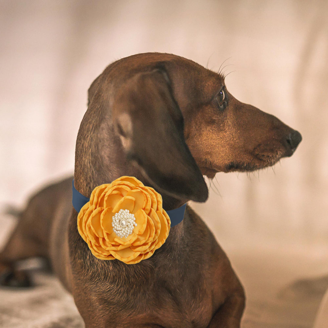 Dachshund wearing a marigold yellow flower dog collar with pearl center detail and navy collar.