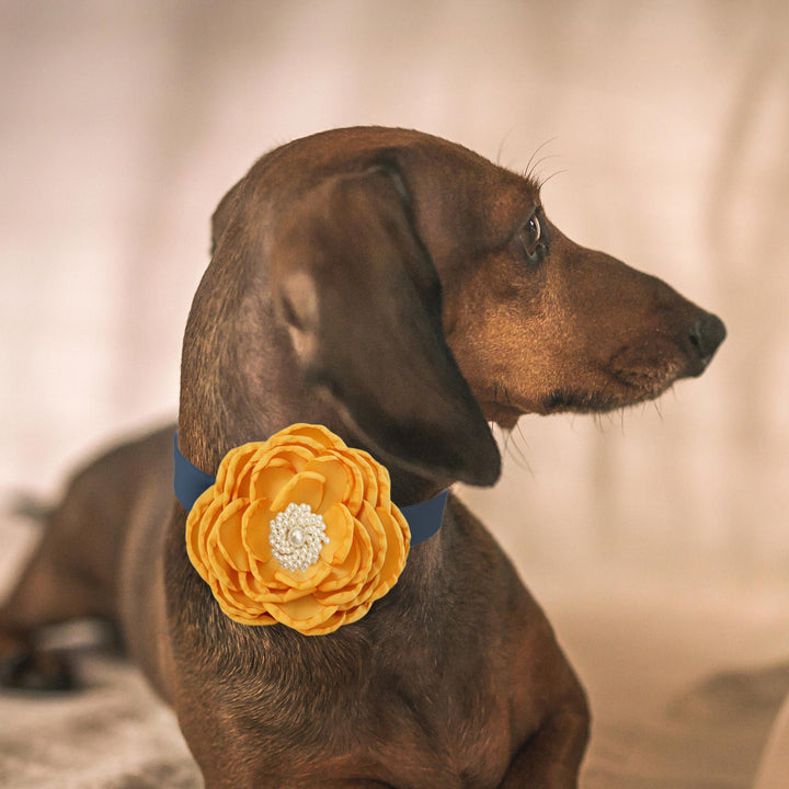 Dachshund wearing a marigold yellow flower dog collar with pearl center detail and navy collar.