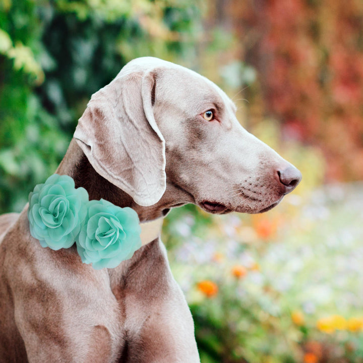 Dog wearing a mint green double flower collar with chiffon rose accents in an outdoor garden setting.