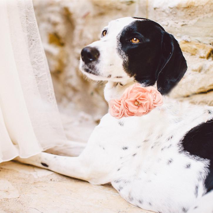 Dog wearing peach floral collar with handmade fabric roses, pearl accents, and elegant floral arrangement for special occasions