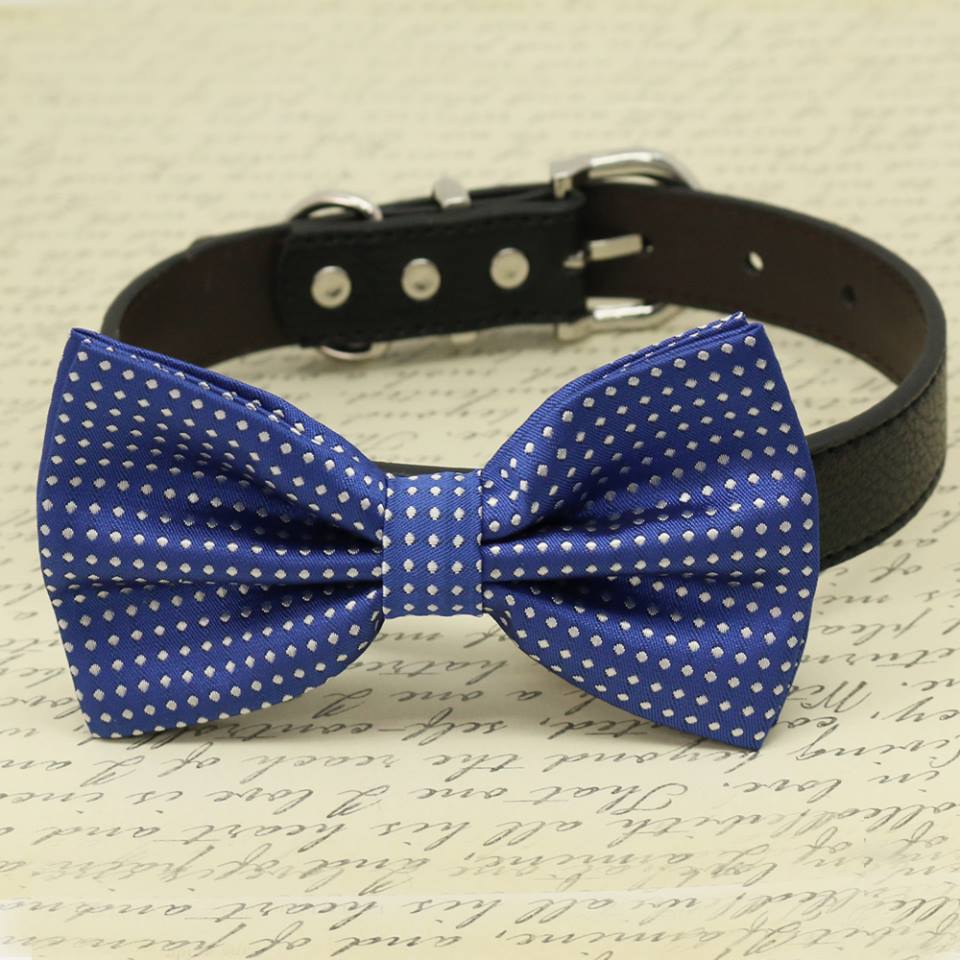 Royal blue and white polka dot dog bow tie collar with adjustable black vegan leather strap.