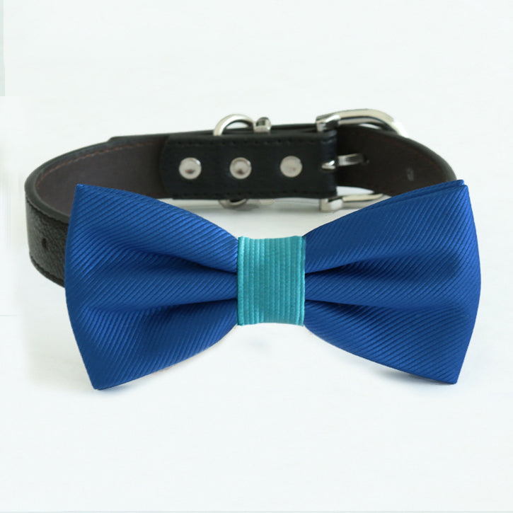 Royal blue dog bow tie collar featuring a turquoise center band and adjustable black vegan leather collar.