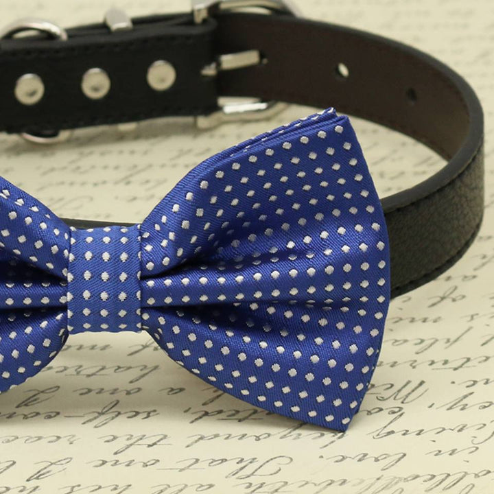 Royal blue dog bow tie with white polka dot pattern attached to a black vegan leather collar.