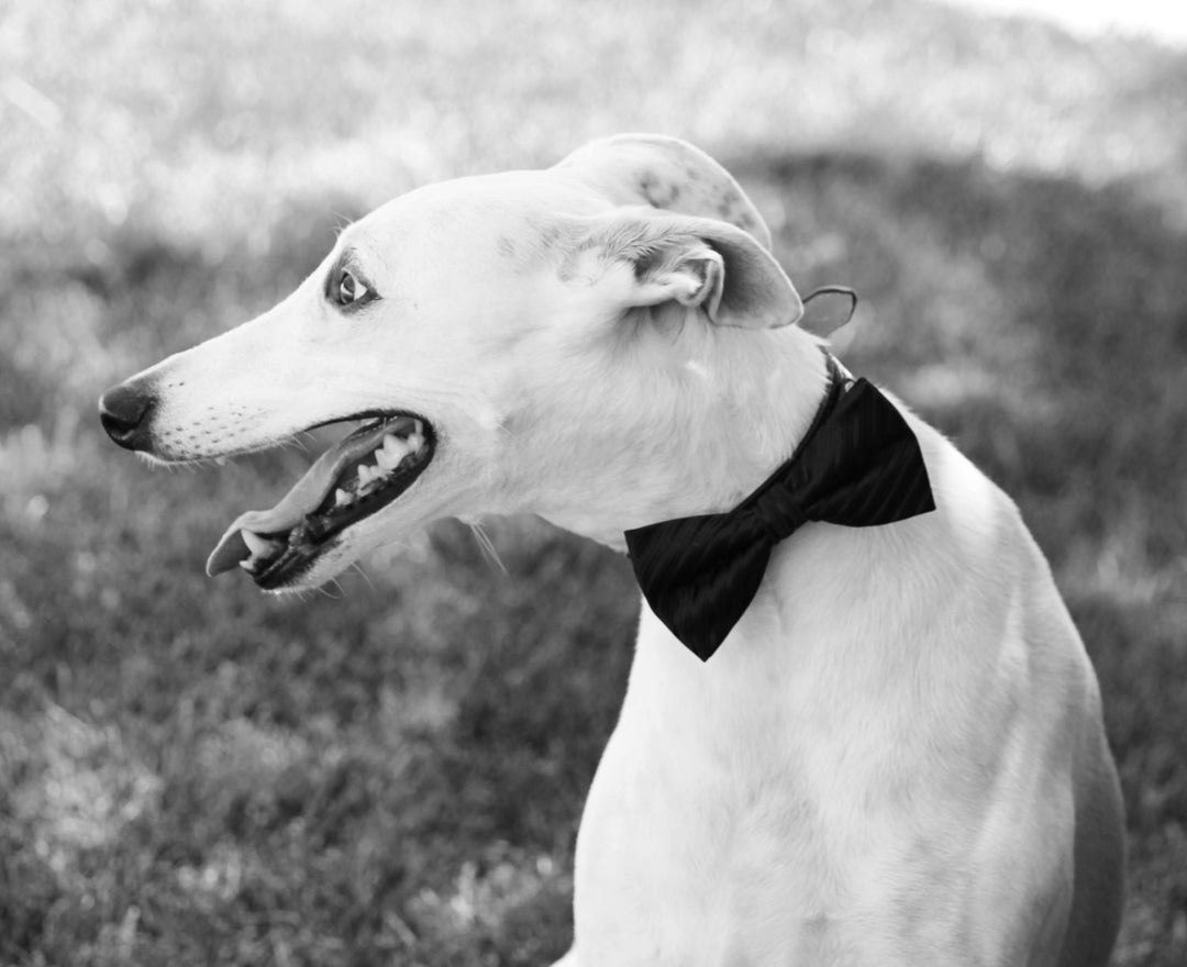 White Whippet wearing a black satin bow tie collar outdoors in a black and white portrait style image