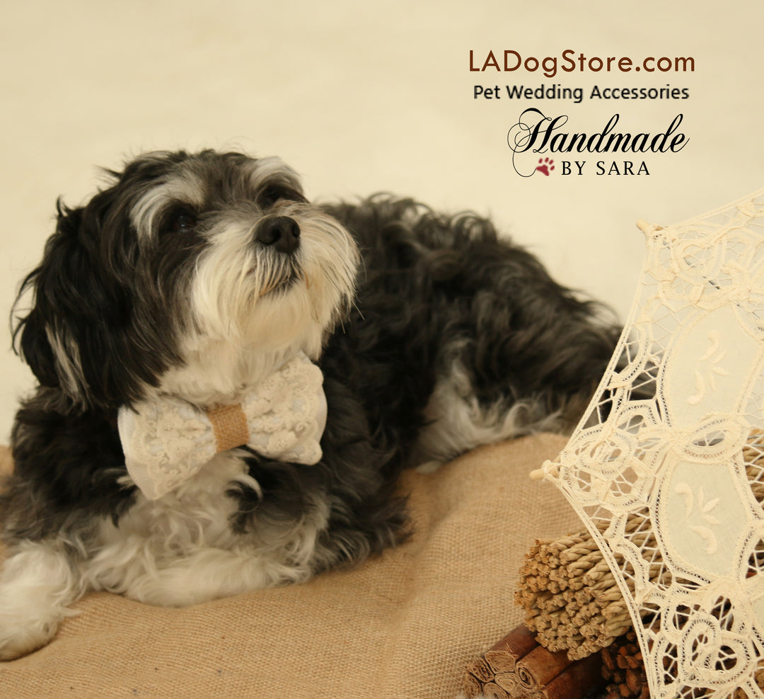 Small black and white dog wearing a white lace bow tie collar with floral embroidery and burlap center accent, photographed in a rustic vintage setting with decorative lace details
