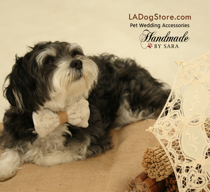 Small black and white dog wearing a white lace bow tie collar with floral embroidery and burlap center accent, photographed in a rustic vintage setting with decorative lace details